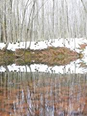 Bijin Bayashi Forest