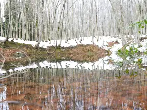 Bijin Bayashi Forest