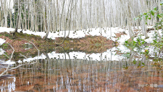 Bijin Bayashi Forest