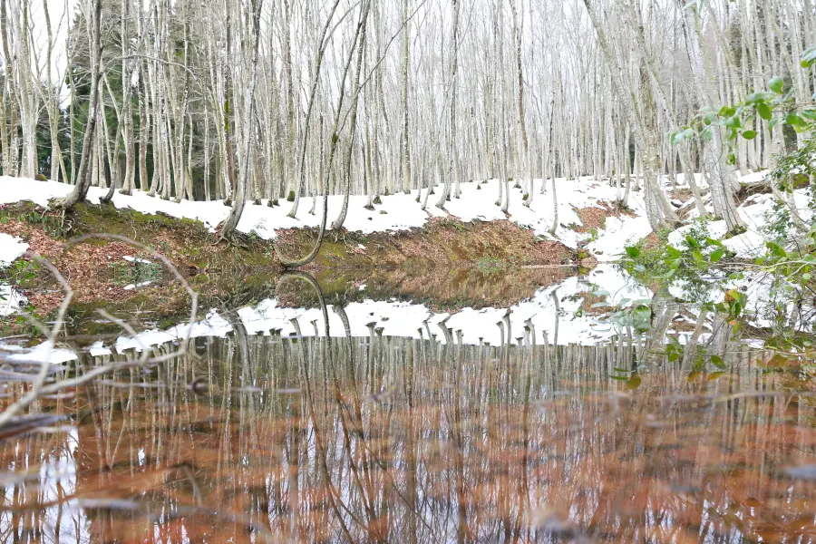 Bijin Bayashi Forest