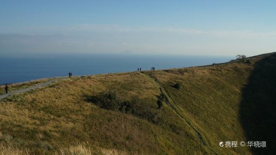日本東京+大室山+城崎海岸+門脅吊橋一日遊【中文包車遊】