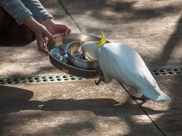 Dandenong Ranges: What to cover on your first day trip