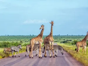 Parco nazionale Kruger
