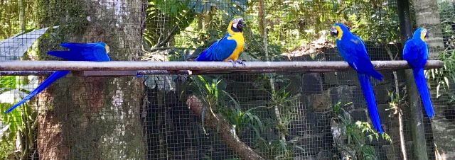 Birds Park
