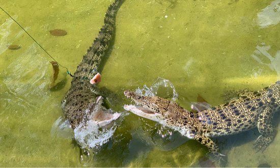 Crocodile Adventureland Langkawi