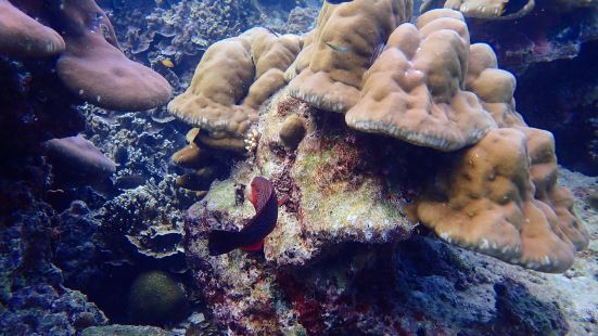 濤島被譽為是世界上十大最適合人類深潛的海域。這裏的海水十分的
