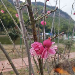 林海农家乐 User Photo