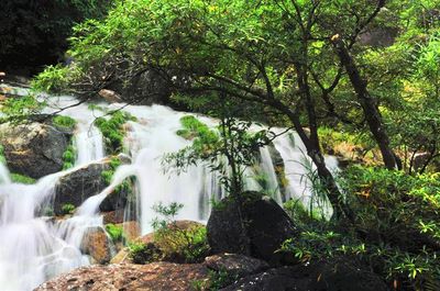 Pingfeng Rainforest Dinosaur Park