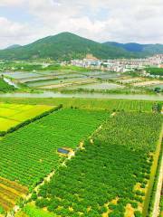 Xujing Agricultural Park