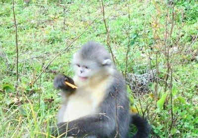 Yunnan Golden Monkey National Park