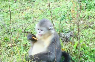 Yunnan Golden Monkey National Park