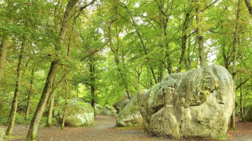 Forest of Fontainebleau