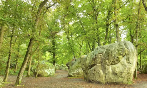 Forest of Fontainebleau