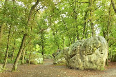 Forest of Fontainebleau