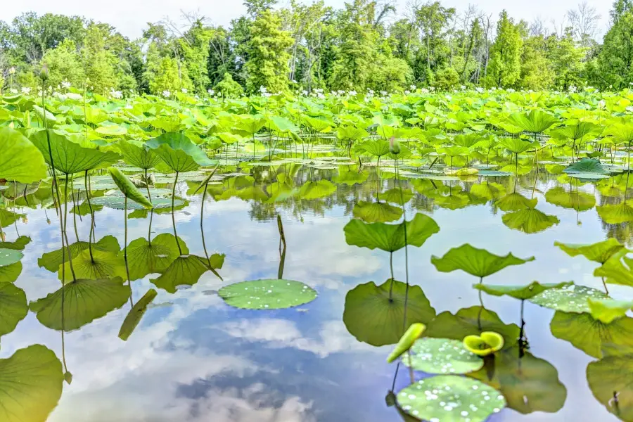 Kenilworth Park and Aquatic Gardens