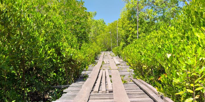 Thung Yee Pheng Mangrove Forest