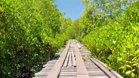 Thung Yee Pheng Mangrove Forest