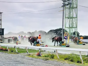 十勝拉扒犁賽馬 帶廣賽馬場