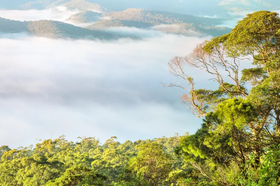 Tamborine National Park