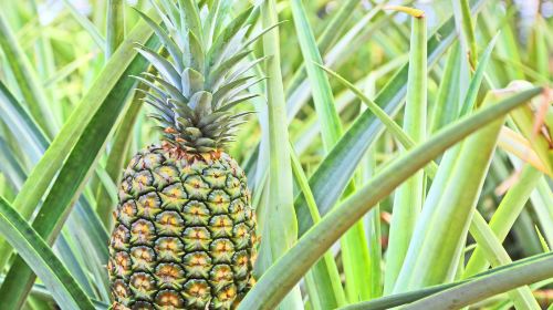 Dole Plantation