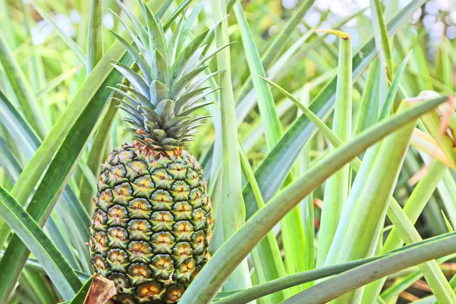 Dole Plantation