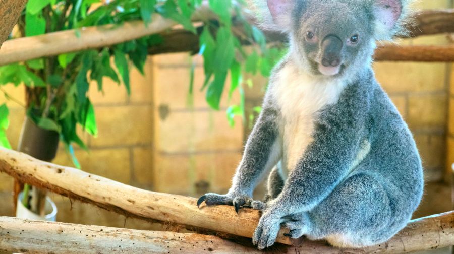 澳洲布里斯本龍柏動物園遊船之旅【含動物園入場門票+單程船票】