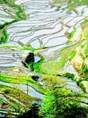 Shifeng Terraces