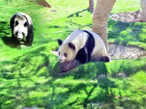 Линьцзиньский зоопарк