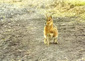 巴黎動物園