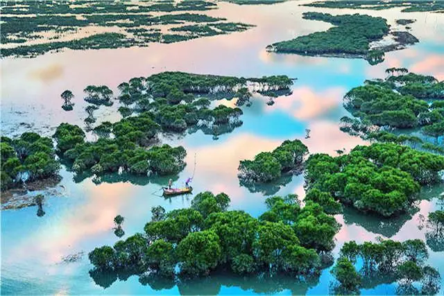 Mangrove Forest