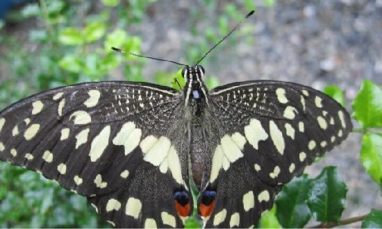 Boracay Butterfly Garden