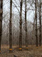 Fugou County Forest Farm