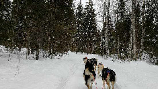 這裡是專業的養狗場，這些雪橇犬都是雪地野性的象徵。狗場里養了