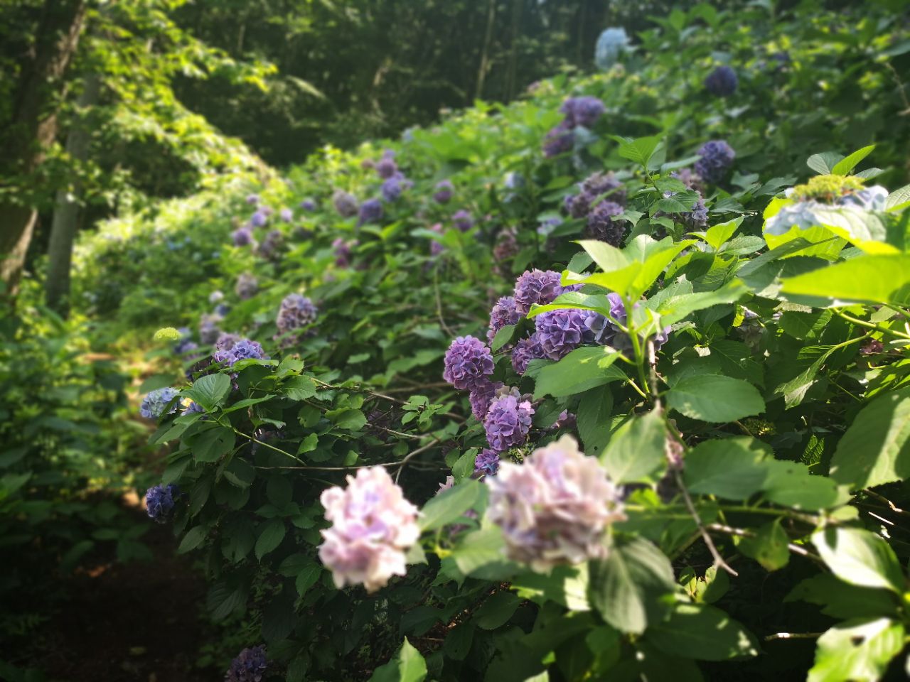 天上山的紫陽花旅遊攻略指南 天上山的紫陽花評價 天上山的紫陽花附近推薦 Trip Com 天上山的紫陽花旅遊攻略指南 天上山的紫陽花評價 天上山的紫陽花附近推薦 Trip Com