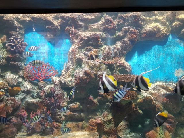 Phuket Aquarium