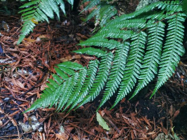Rainbow Springs Nature Park