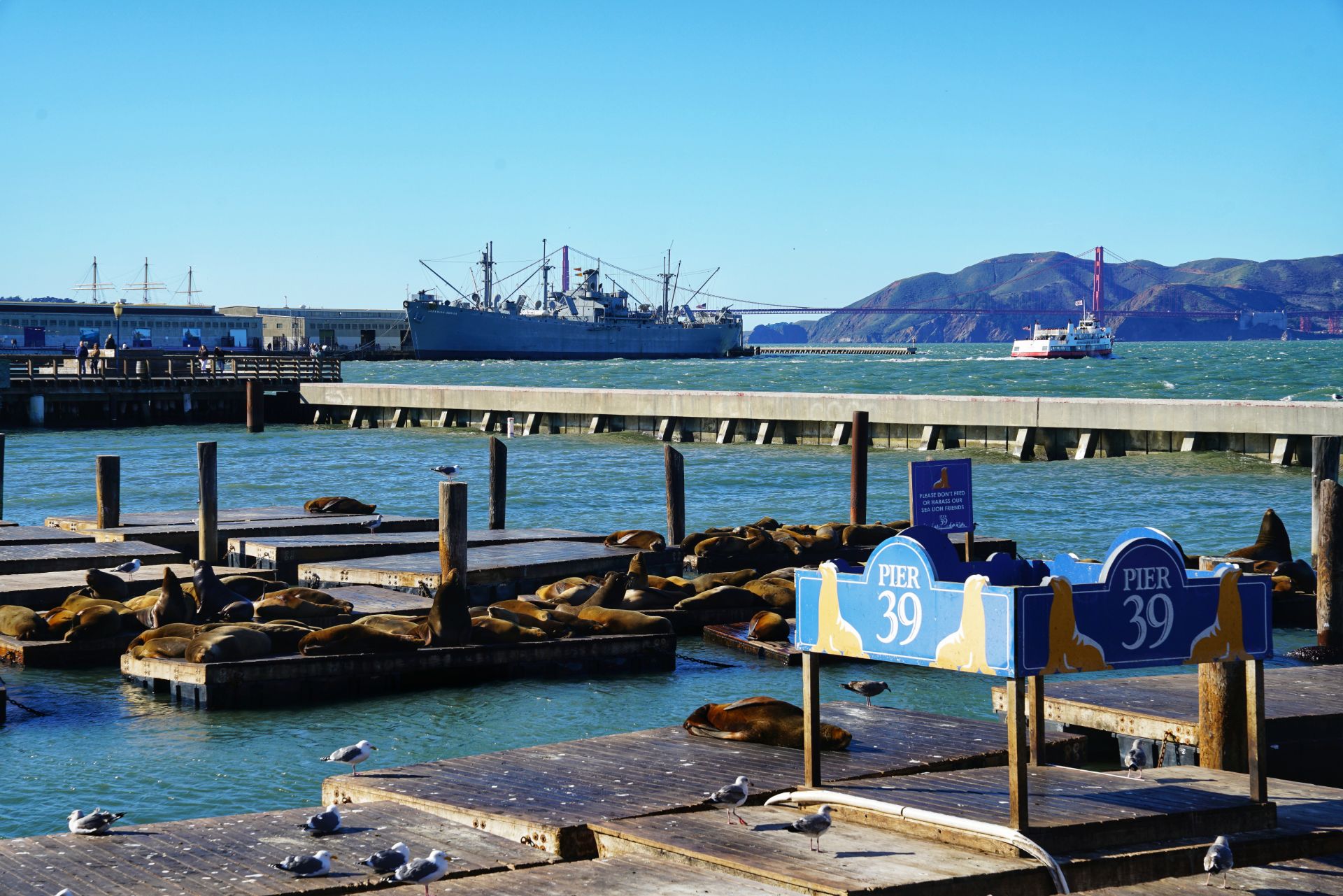 Sea Lions at Pier 39  The Marina, Fisherman's Wharf & the Piers