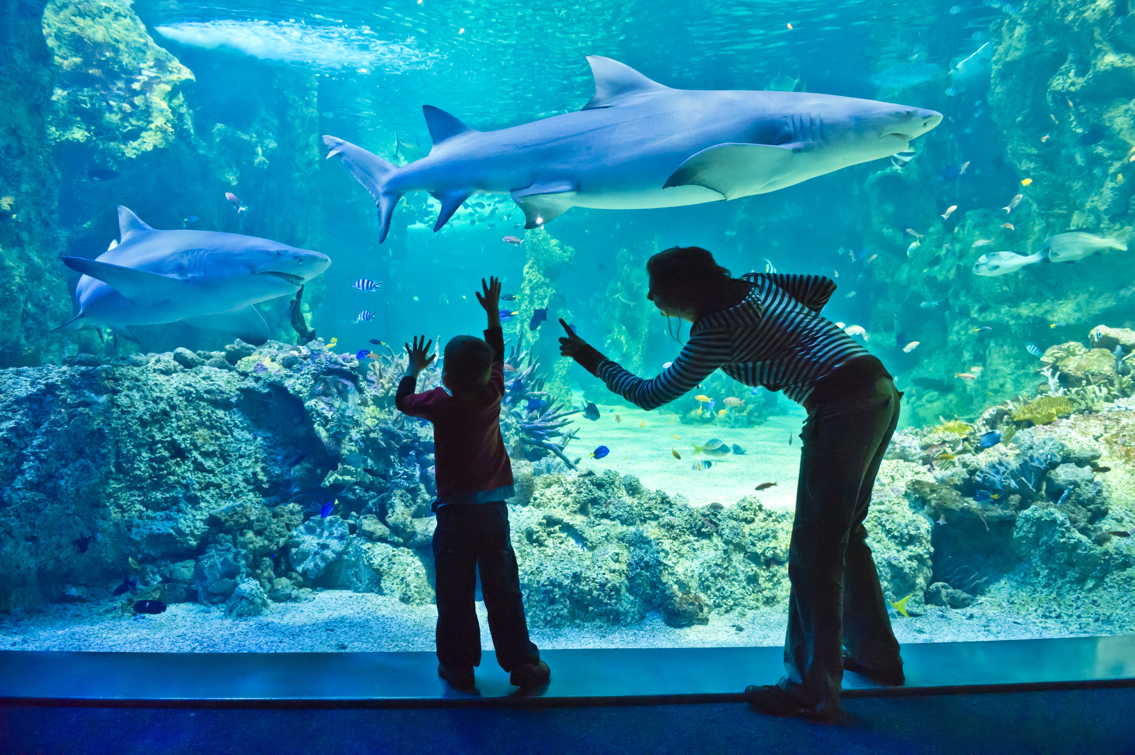 SEA LIFE Sydney Aquarium Ticket (Compare Price 2021) - Ticket Combo