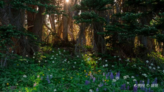 Seattle + Mount Rainier National Park one-day tour