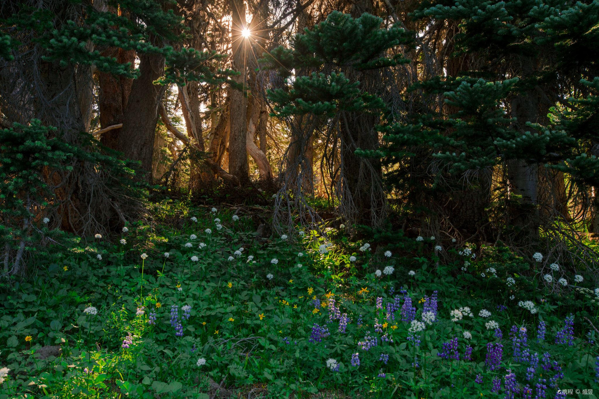 ทัวร์ 1 วัน ซีแอตเทิลและอุทยานแห่งชาติภูเขาไฟเรเนียร์ สหรัฐอเมริกา