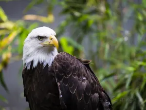Bronx Zoo