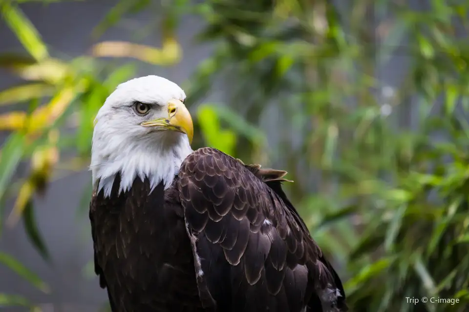 4_Bronx Zoo