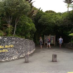 Pancake Rocks Cafe User Photo