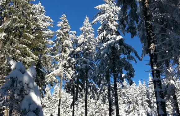 里賈納格斯火斯公寓