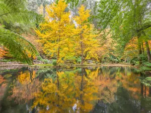 Dandenong Ranges National Park