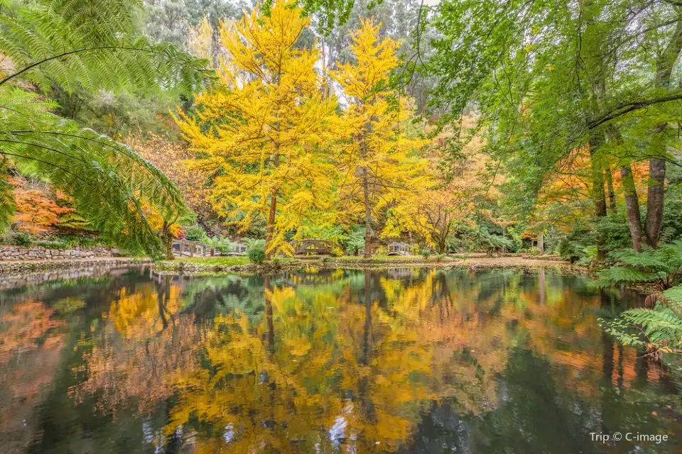 3_Dandenong Ranges National Park