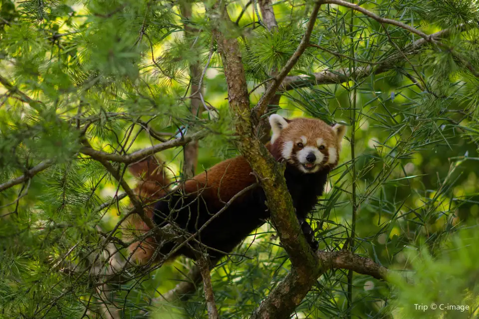 3_蘇黎世動物園