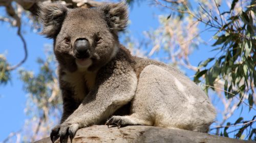 Koala Park Sanctuary Sydney