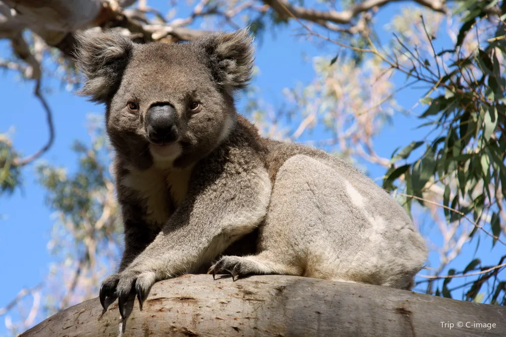 3_Koala Park Sanctuary Sydney