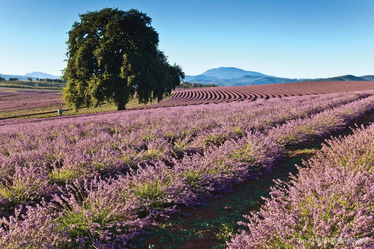 3_飄絲薰衣草莊園